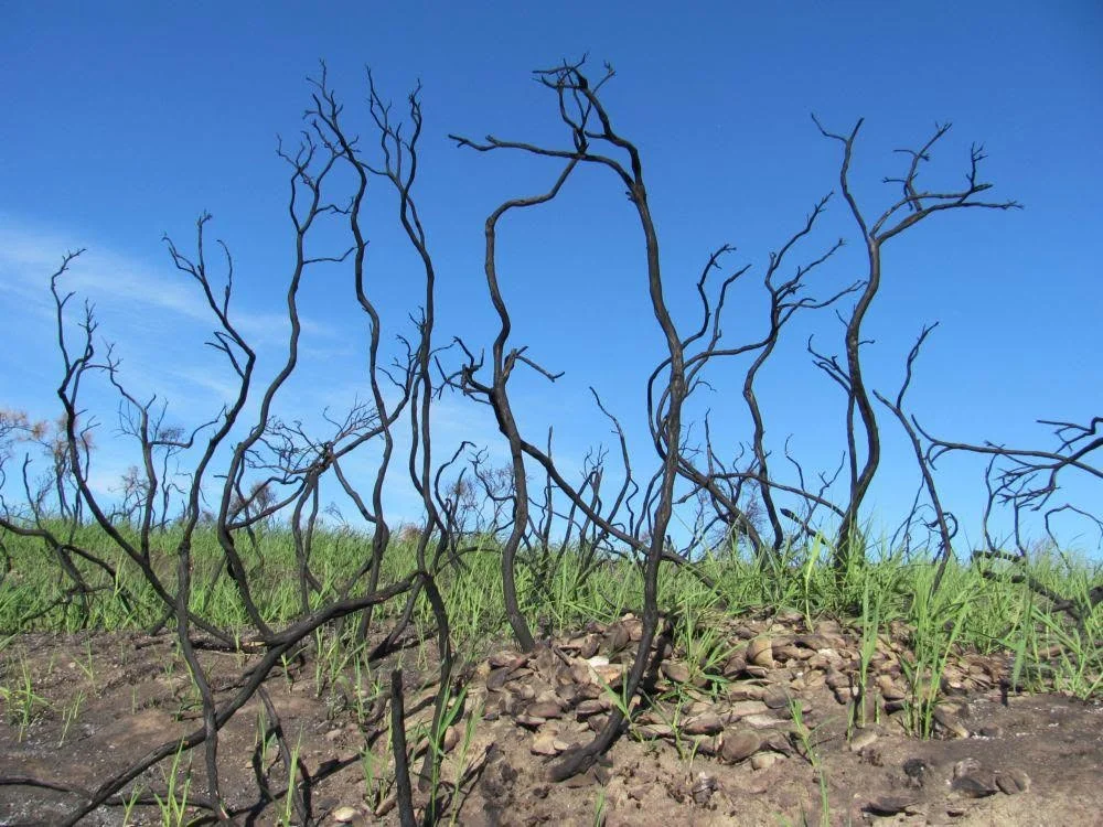 Ginestre carbonizzate con getti verdi che ricrescono alla base