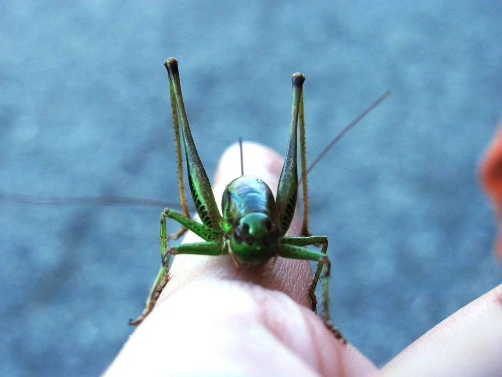 Cavalletta verde (Tettigonia viridissima) posata su un dito